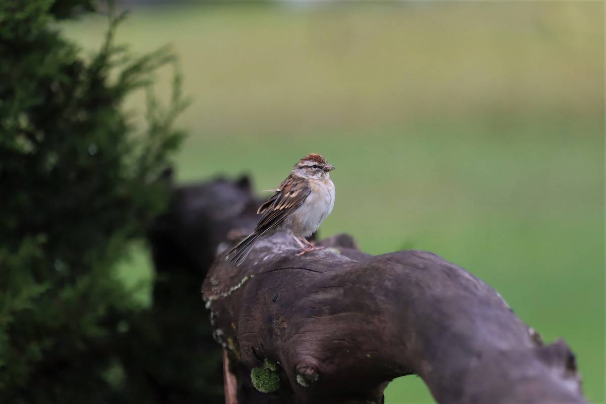 Chipping Sparrow - ML367399421