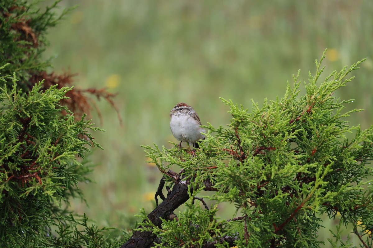 Chipping Sparrow - ML367399511