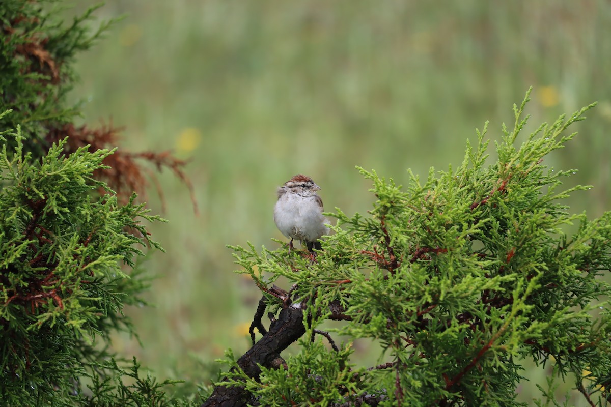 Chipping Sparrow - ML367399521