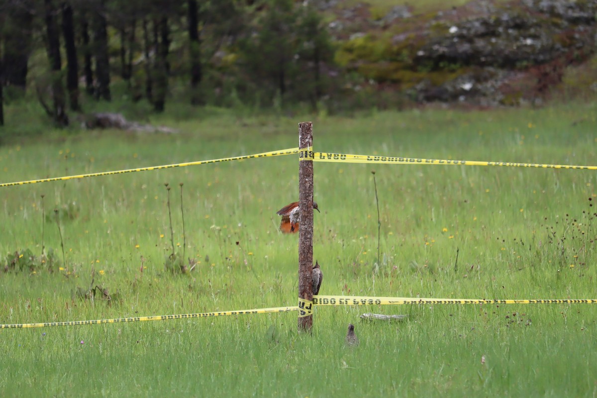 Northern Flicker - ML367399811