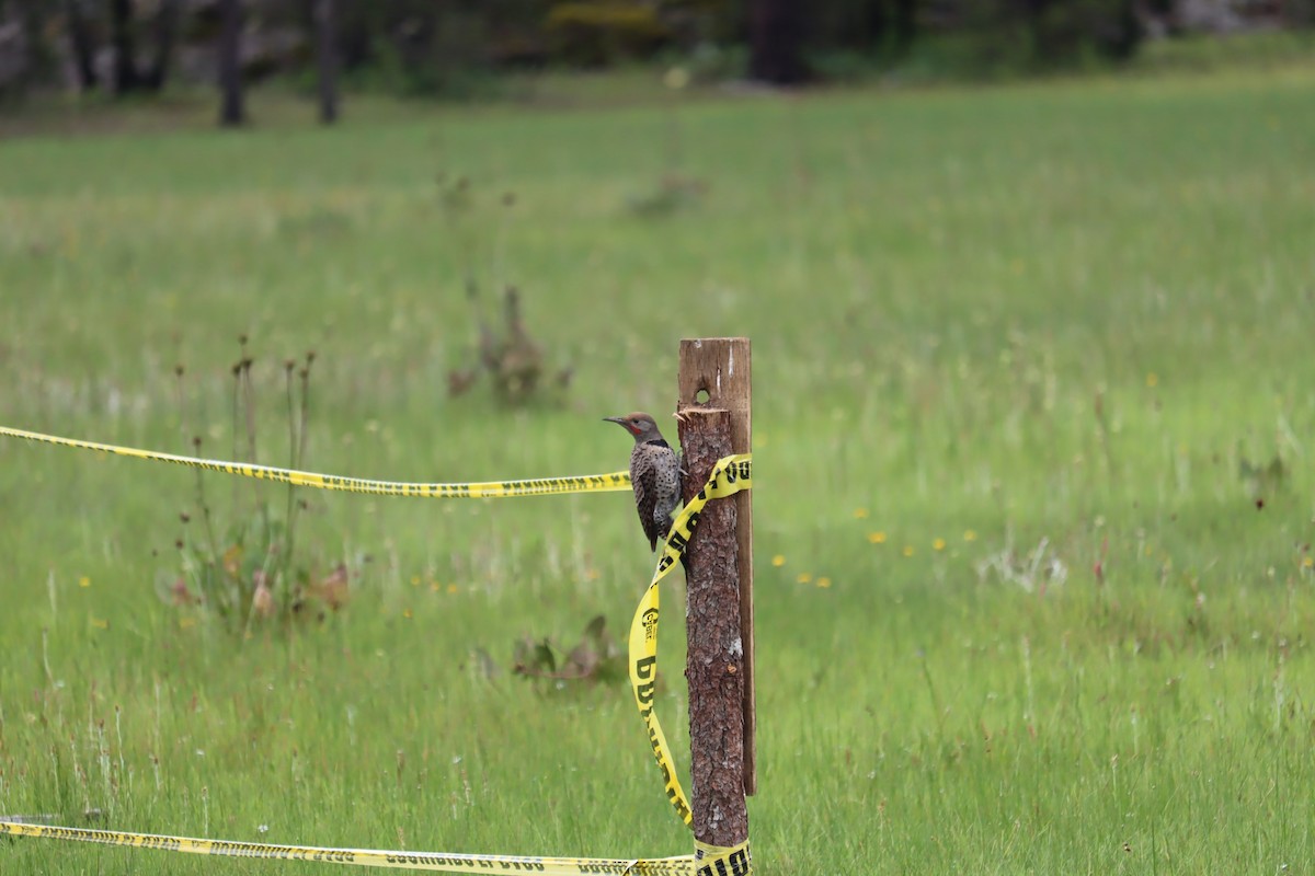 Northern Flicker - ML367399891