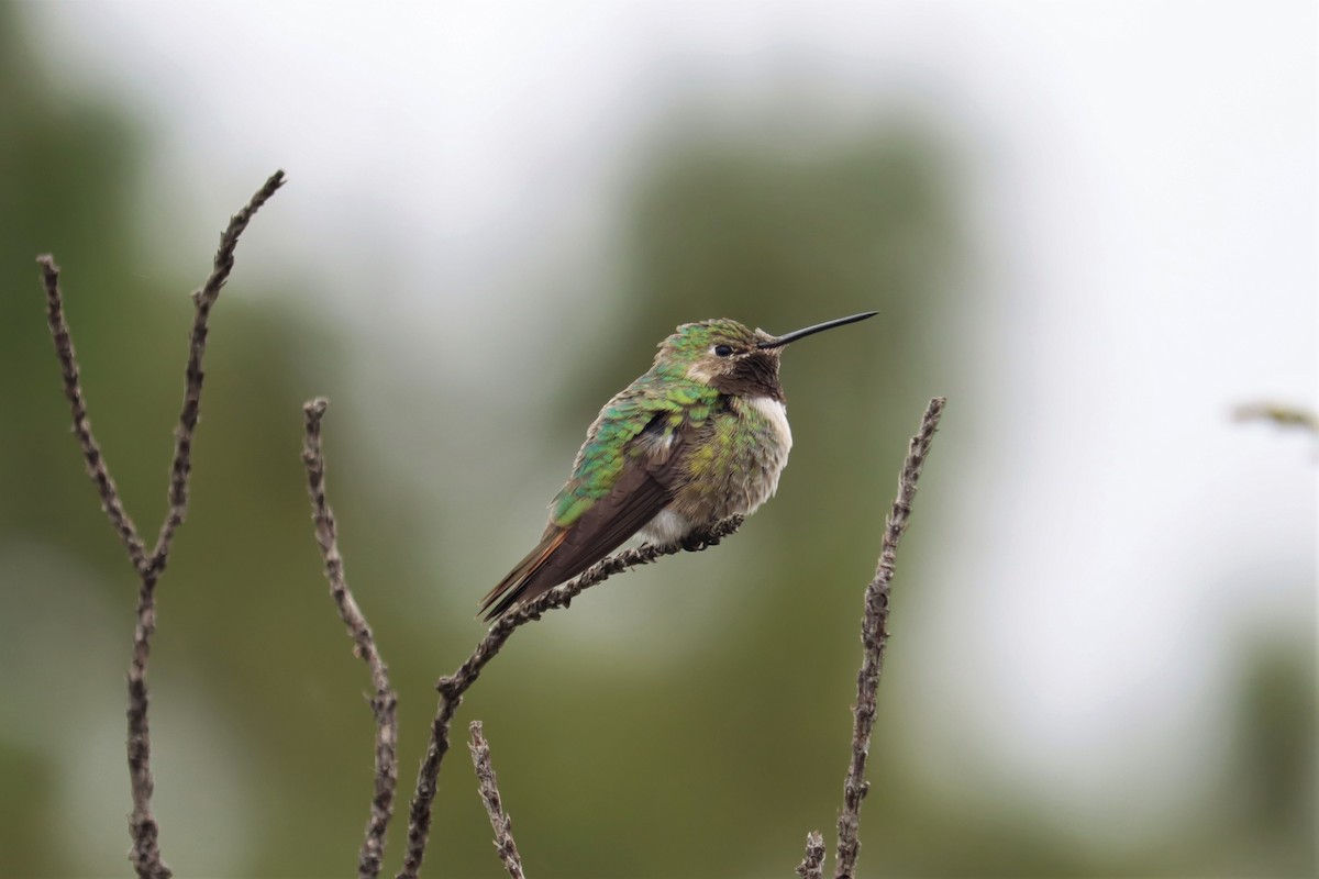 Broad-tailed Hummingbird - ML367399901
