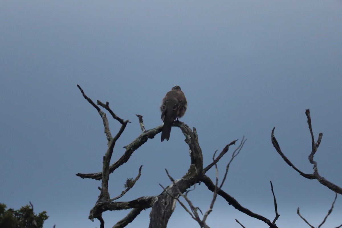 passerine sp. - Juan Gonzalez