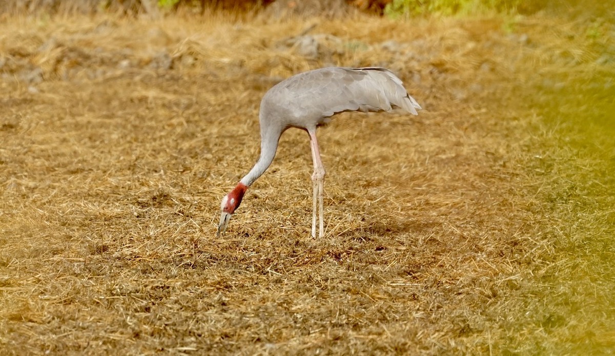 Sarus Crane - ML367400301