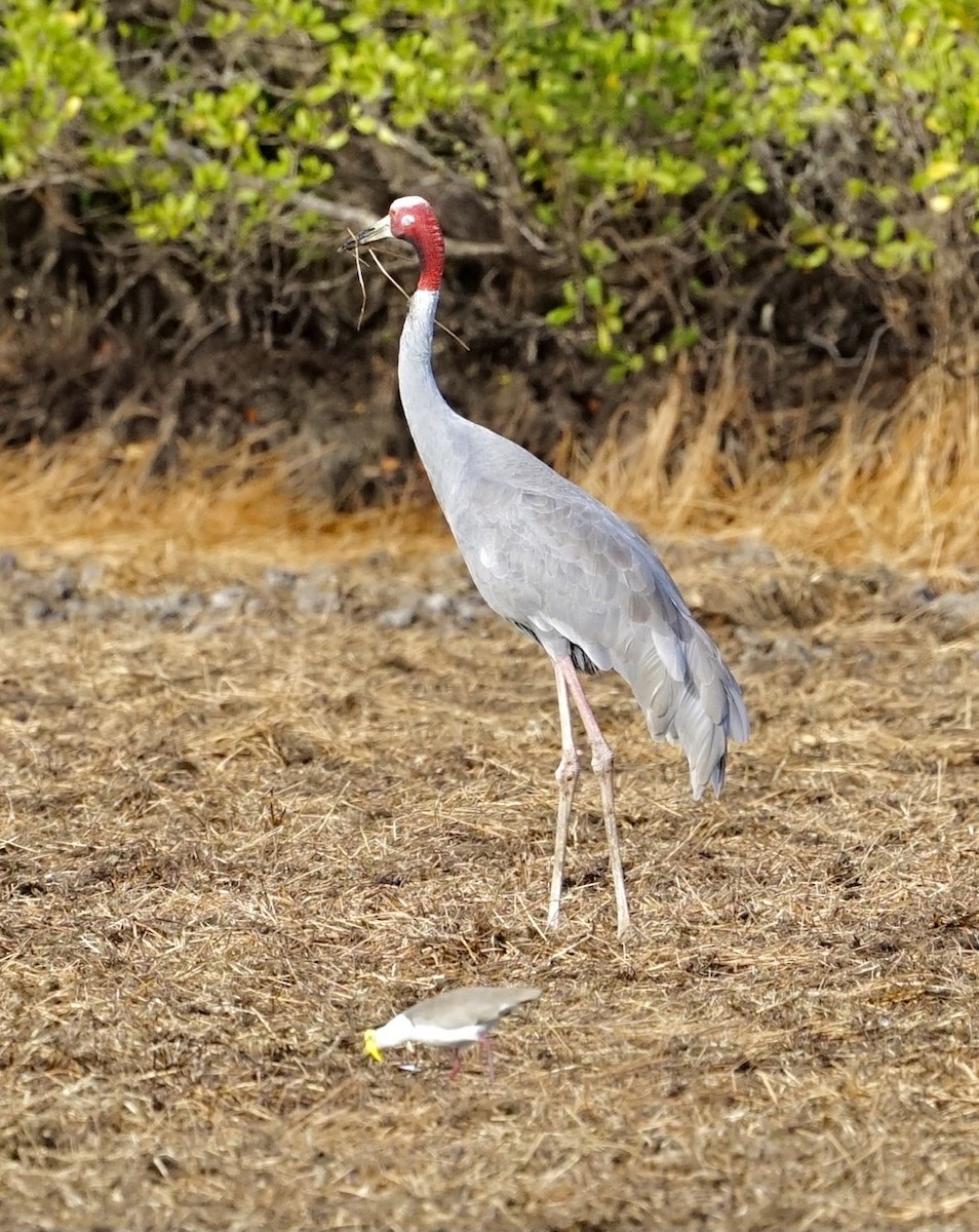 Grulla Sarus - ML367400311