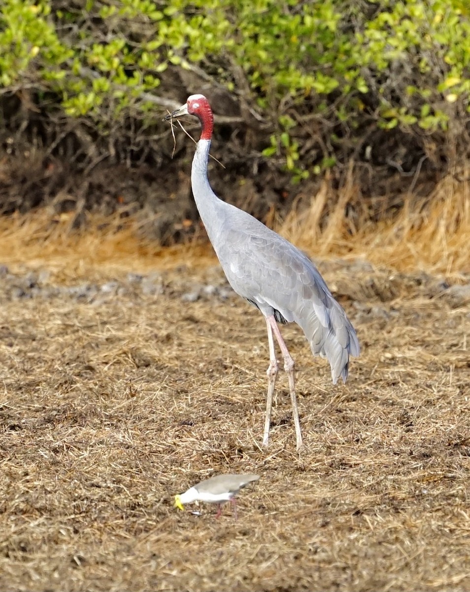 Sarus Crane - ML367400311