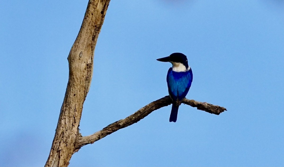 Forest Kingfisher - ML367400331