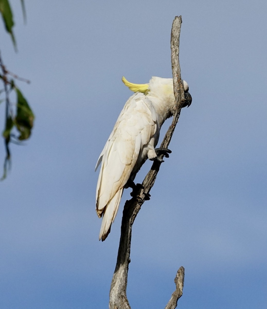 Cacatúa Galerita - ML367400341