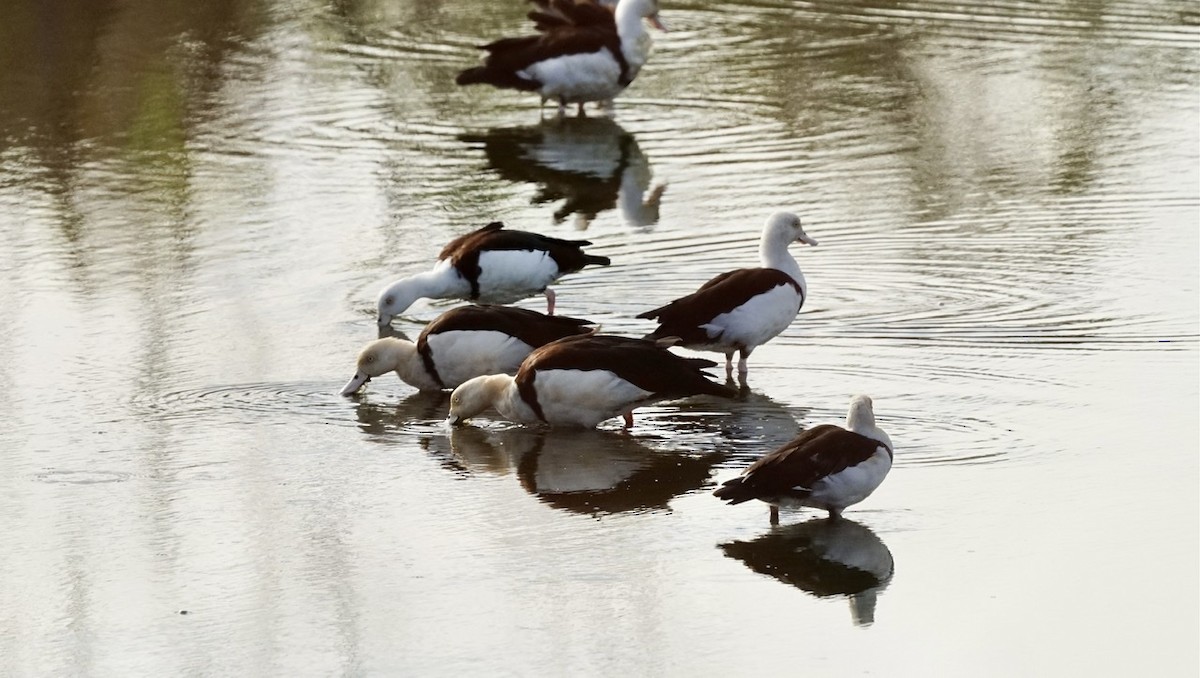 Radjah Shelduck - ML367400401