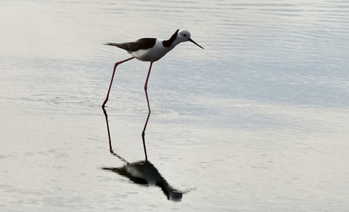 Pied Stilt - ML367400421