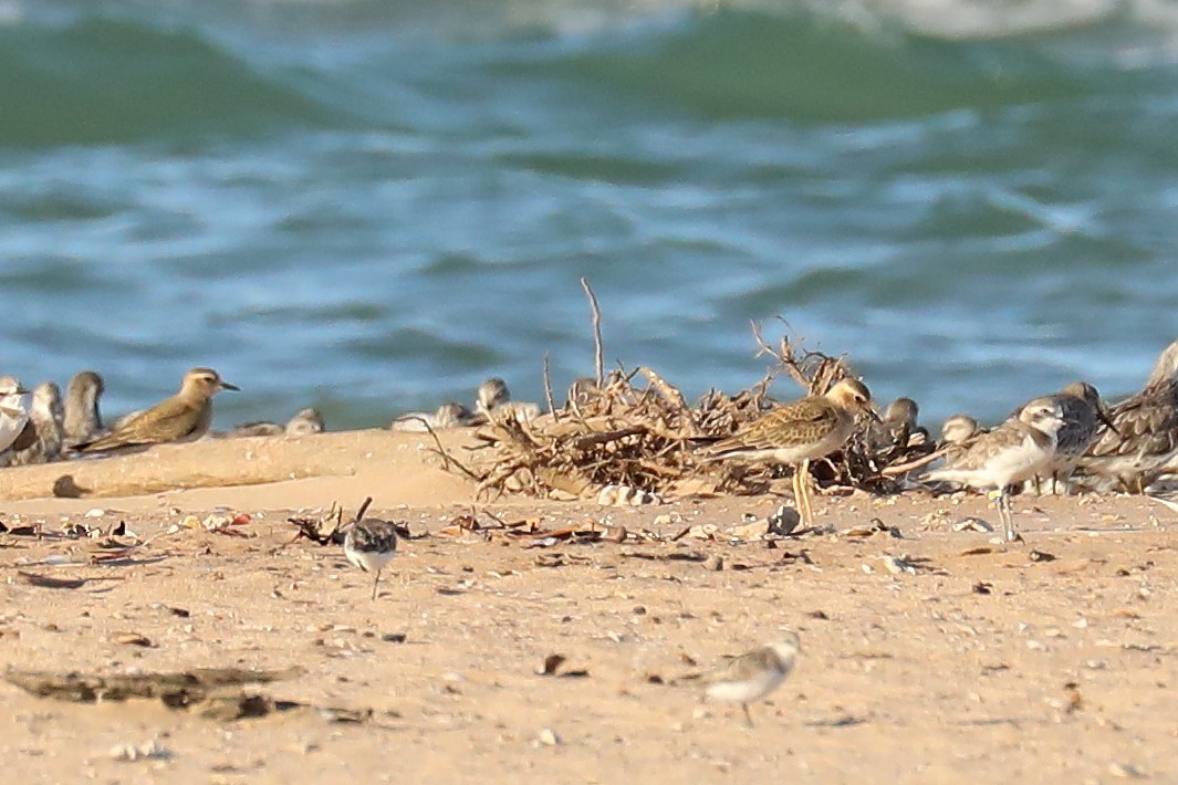 Oriental Plover - Peter Kyne