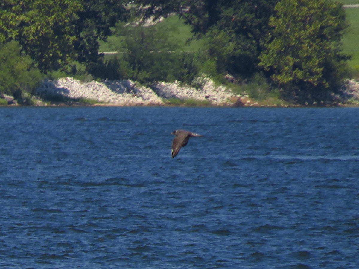 Long-tailed Jaeger - ML367403921