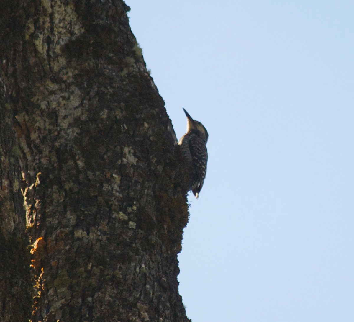 Chilean Flicker - ML367404081