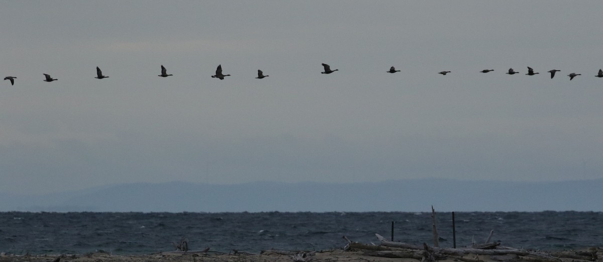 Branta kanadar txikia - ML36740521