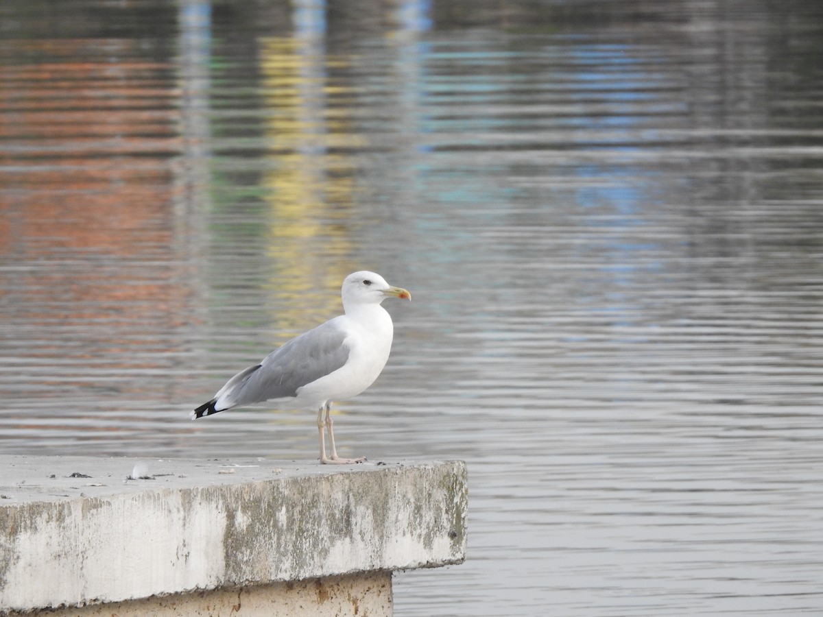 Caspian Gull - Sławomir Karpicki