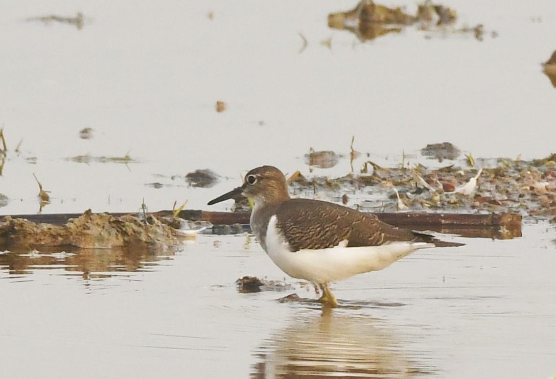 Common Sandpiper - ML367405311