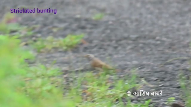 Striolated Bunting - ML367406371