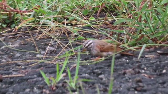 Striolated Bunting - ML367406471