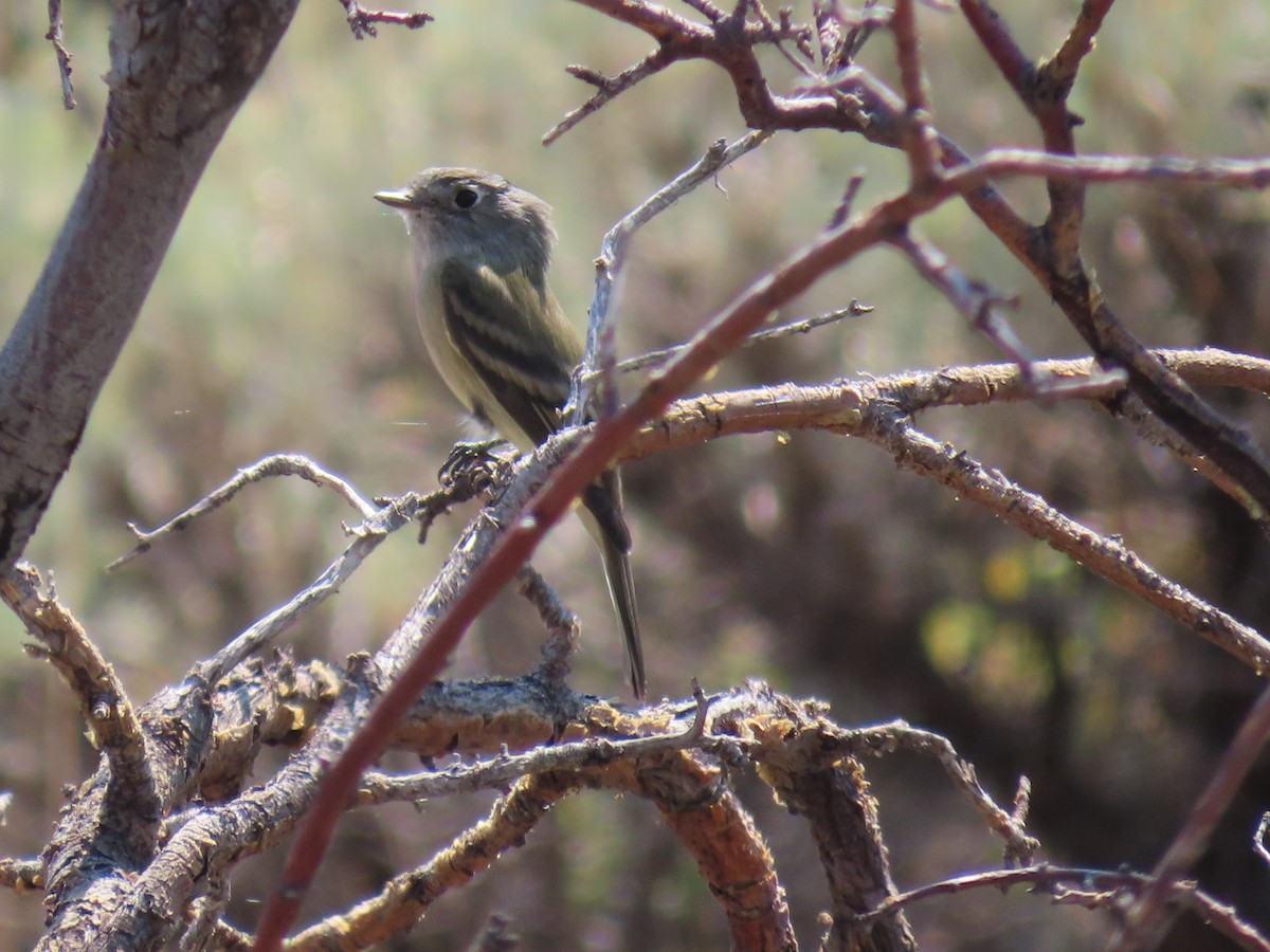 Hammond's Flycatcher - Art Hudak