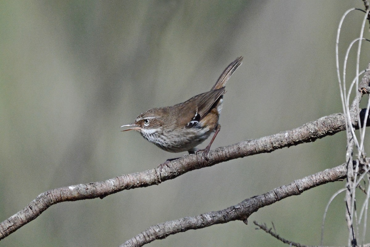 Spotted Scrubwren - Gerald Allen