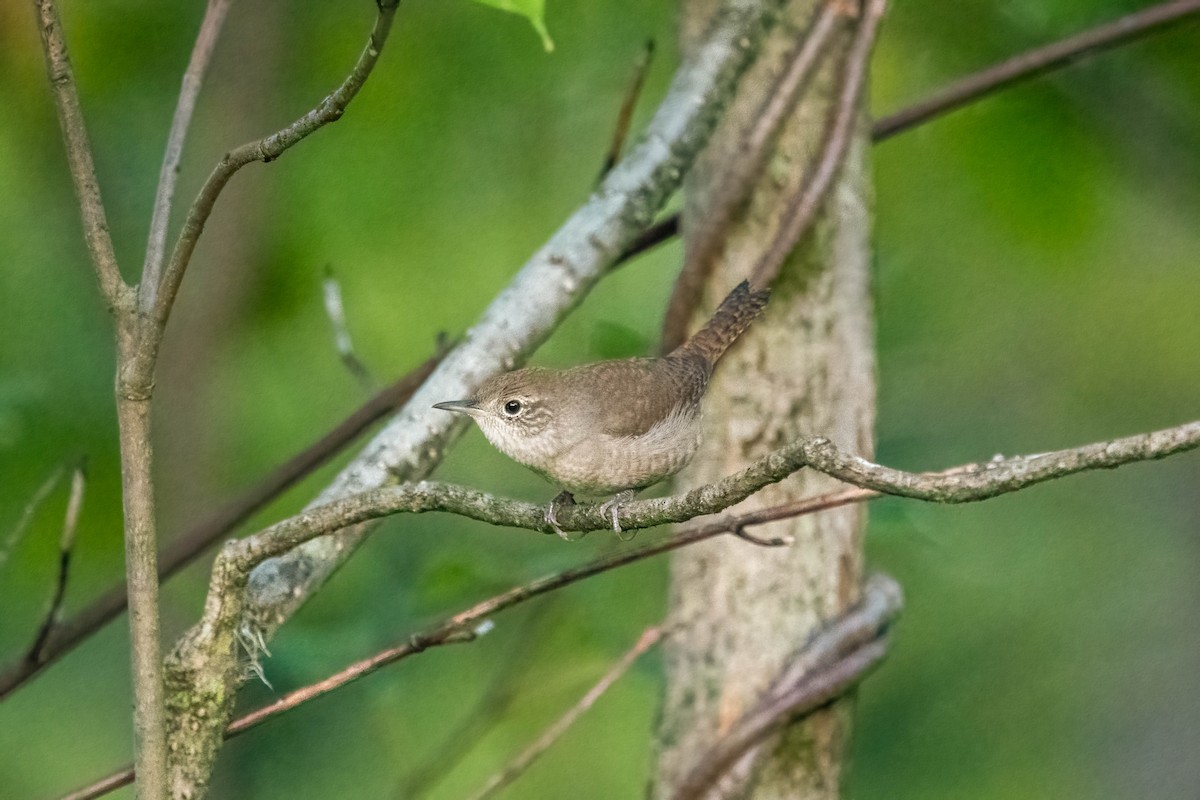 House Wren - ML367407391