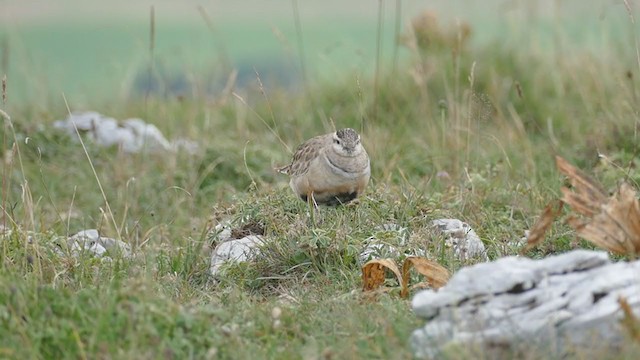 Eurasian Dotterel - ML367408561