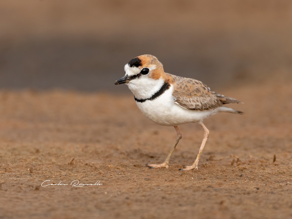 Collared Plover - Carlos Rossello