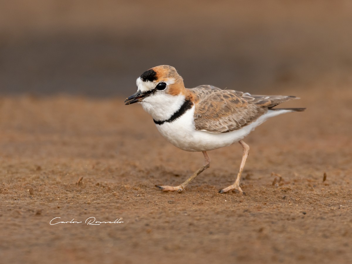 Collared Plover - Carlos Rossello