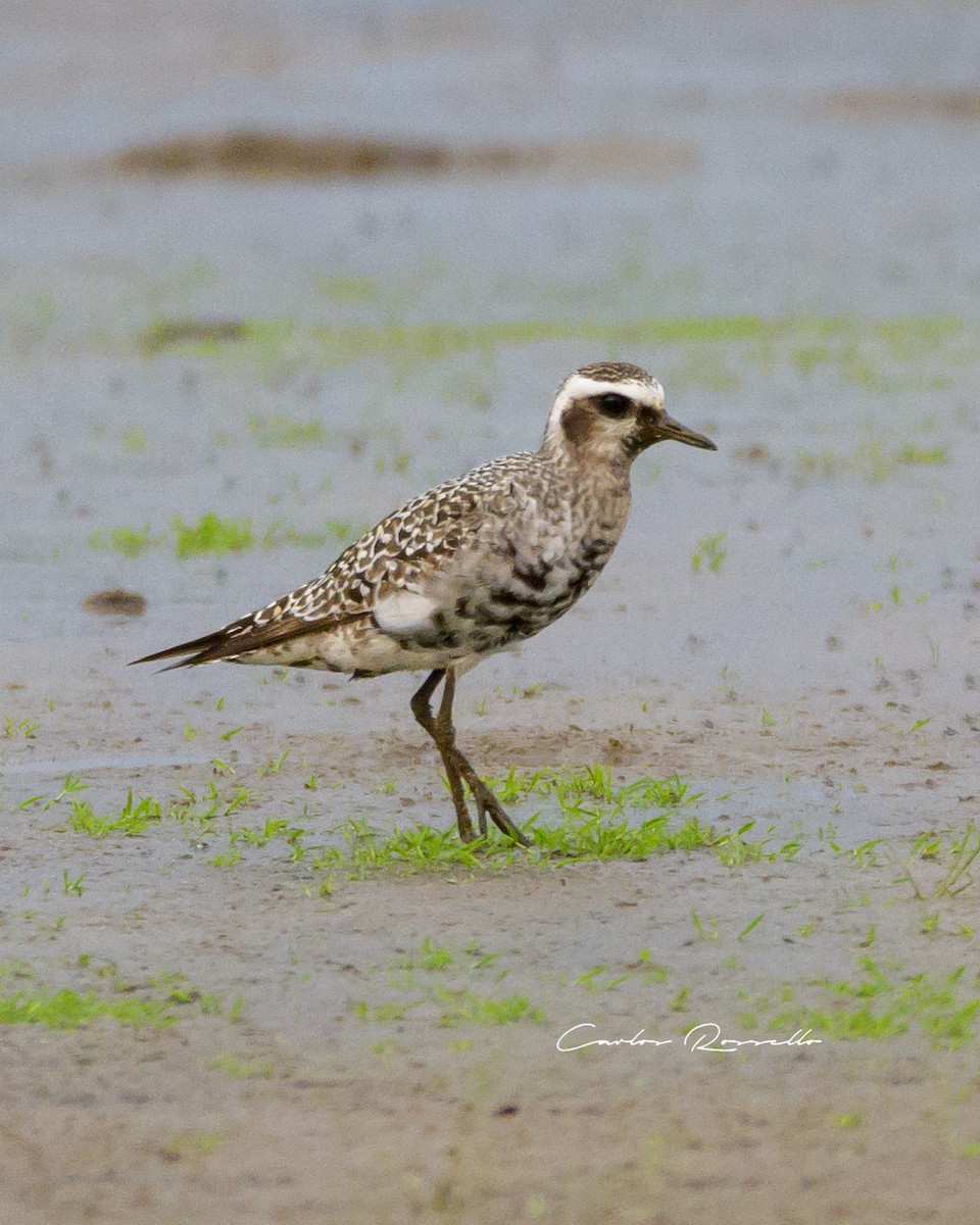 American Golden-Plover - ML367409271