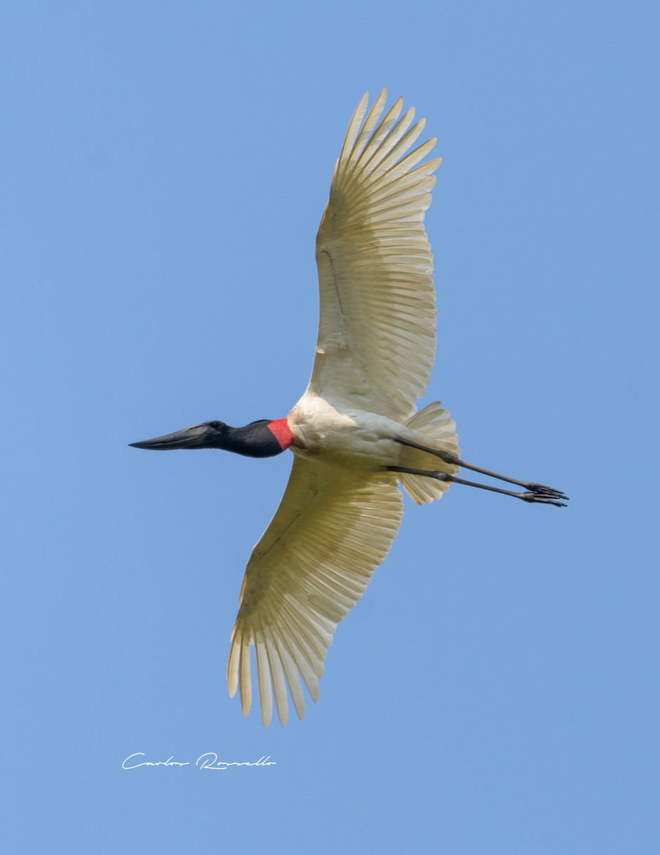 Jabiru d'Amérique - ML367409601