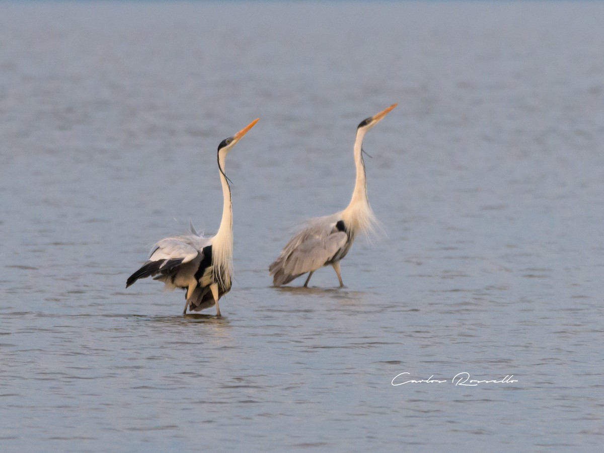 Cocoi Heron - Carlos Rossello