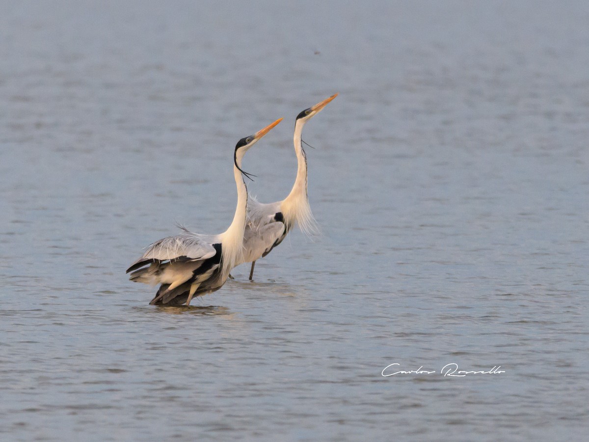 Cocoi Heron - Carlos Rossello