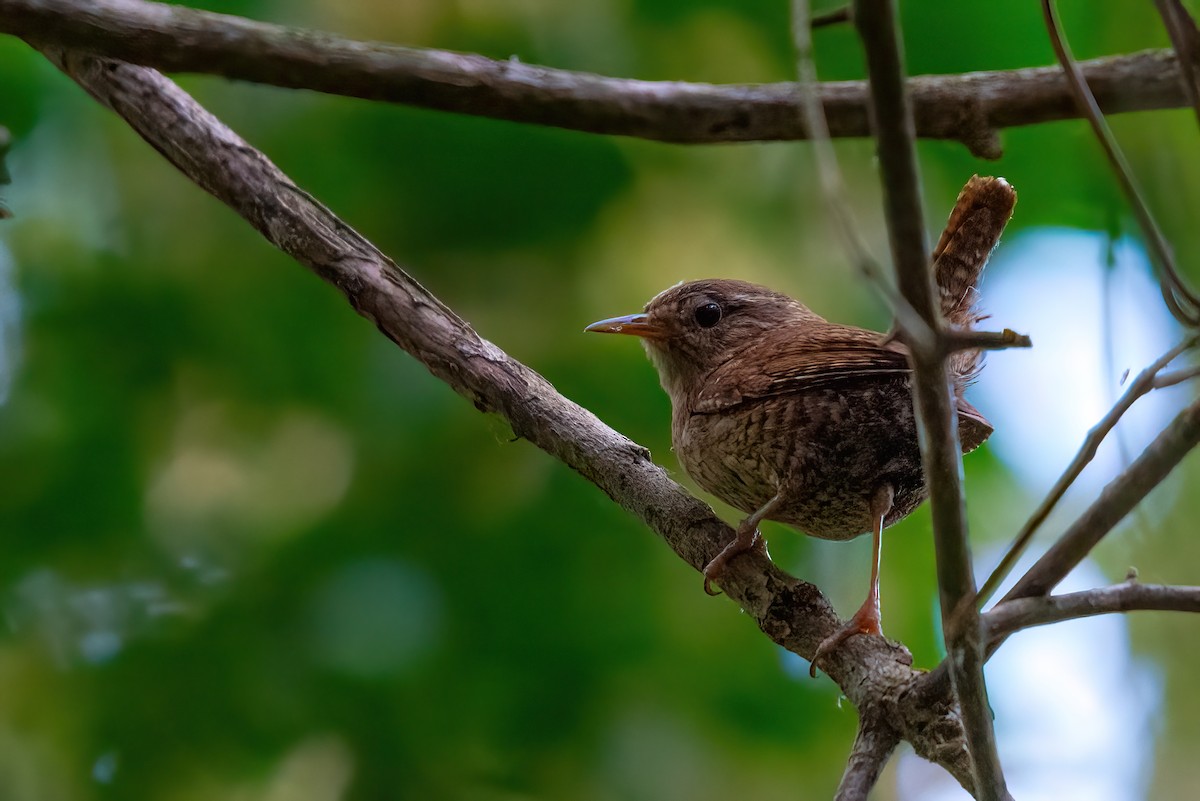 Eurasian Wren - ML367410531