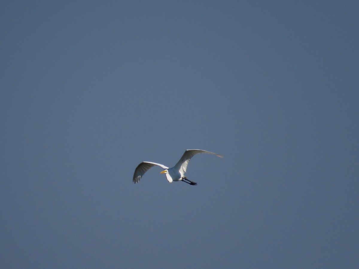 Great Egret - Chris Barrigar