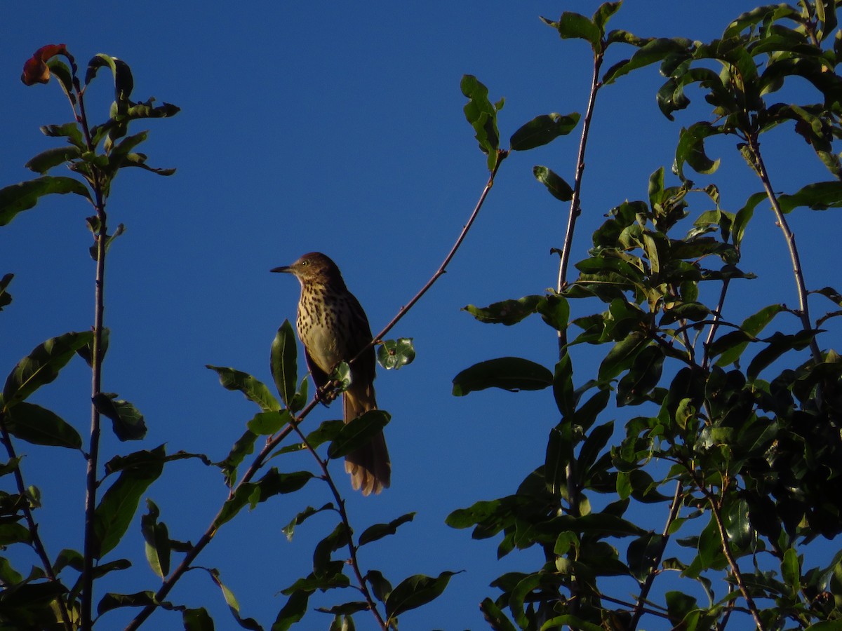 Brown Thrasher - ML367411501