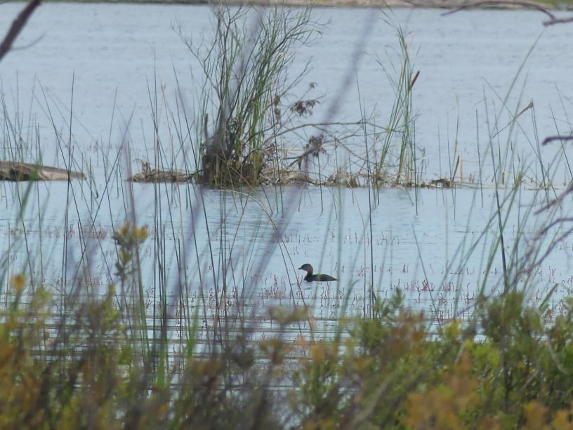 Pied-billed Grebe - ML367412651