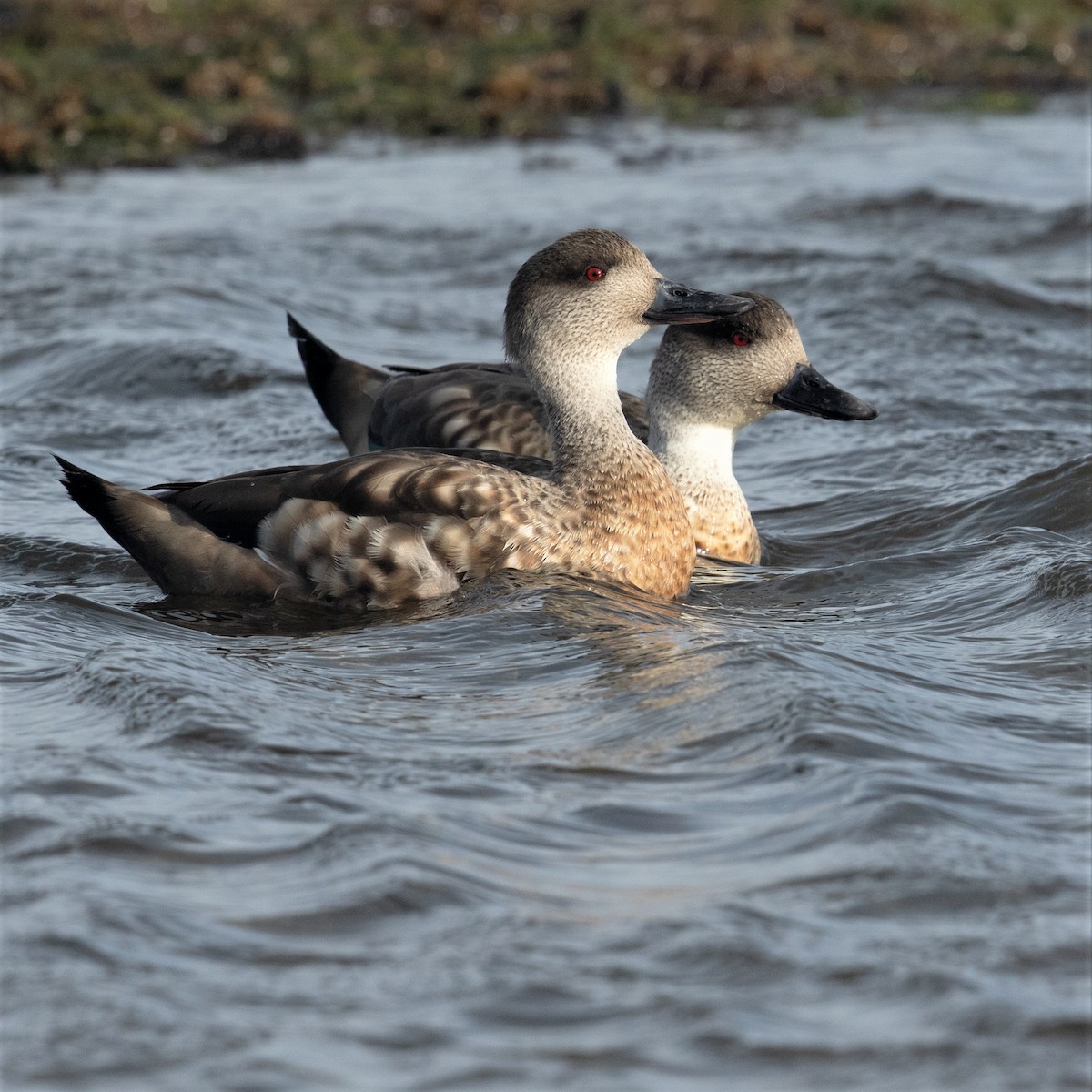 Crested Duck - Werner Suter