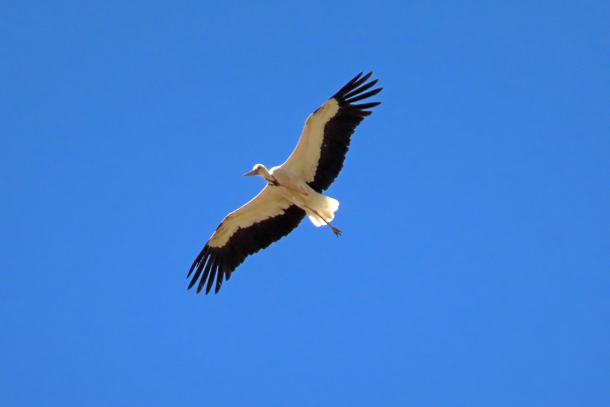 Cigüeña Blanca - ML367413401