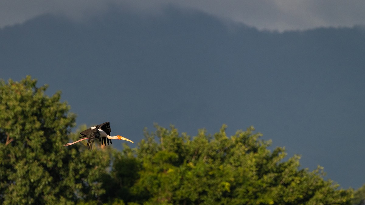 Painted Stork - ML367413531