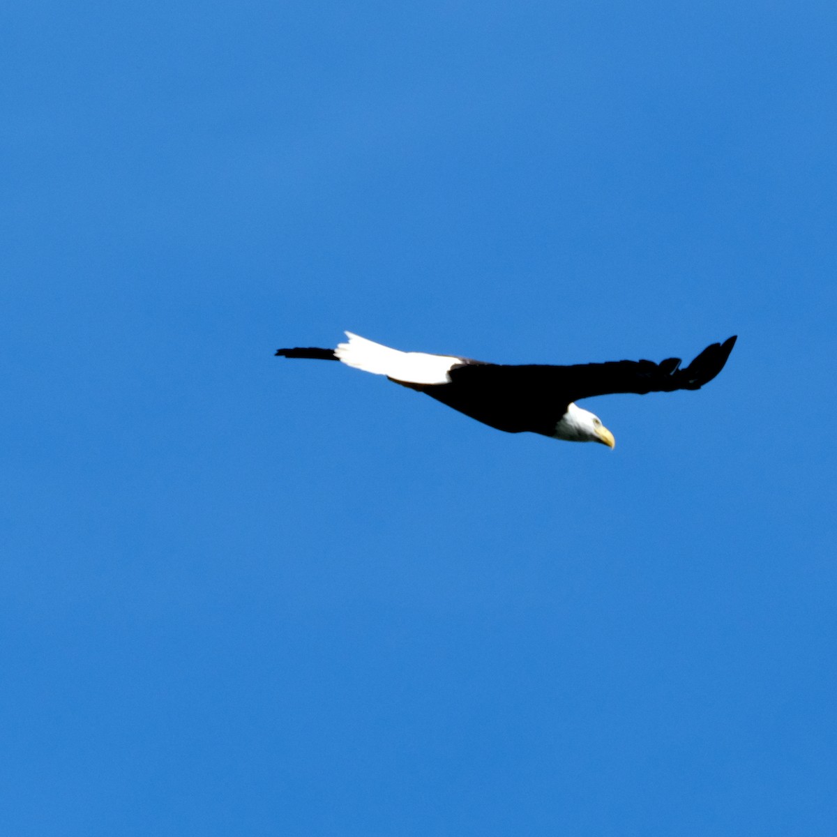 Белоголовый орлан - ML367413741