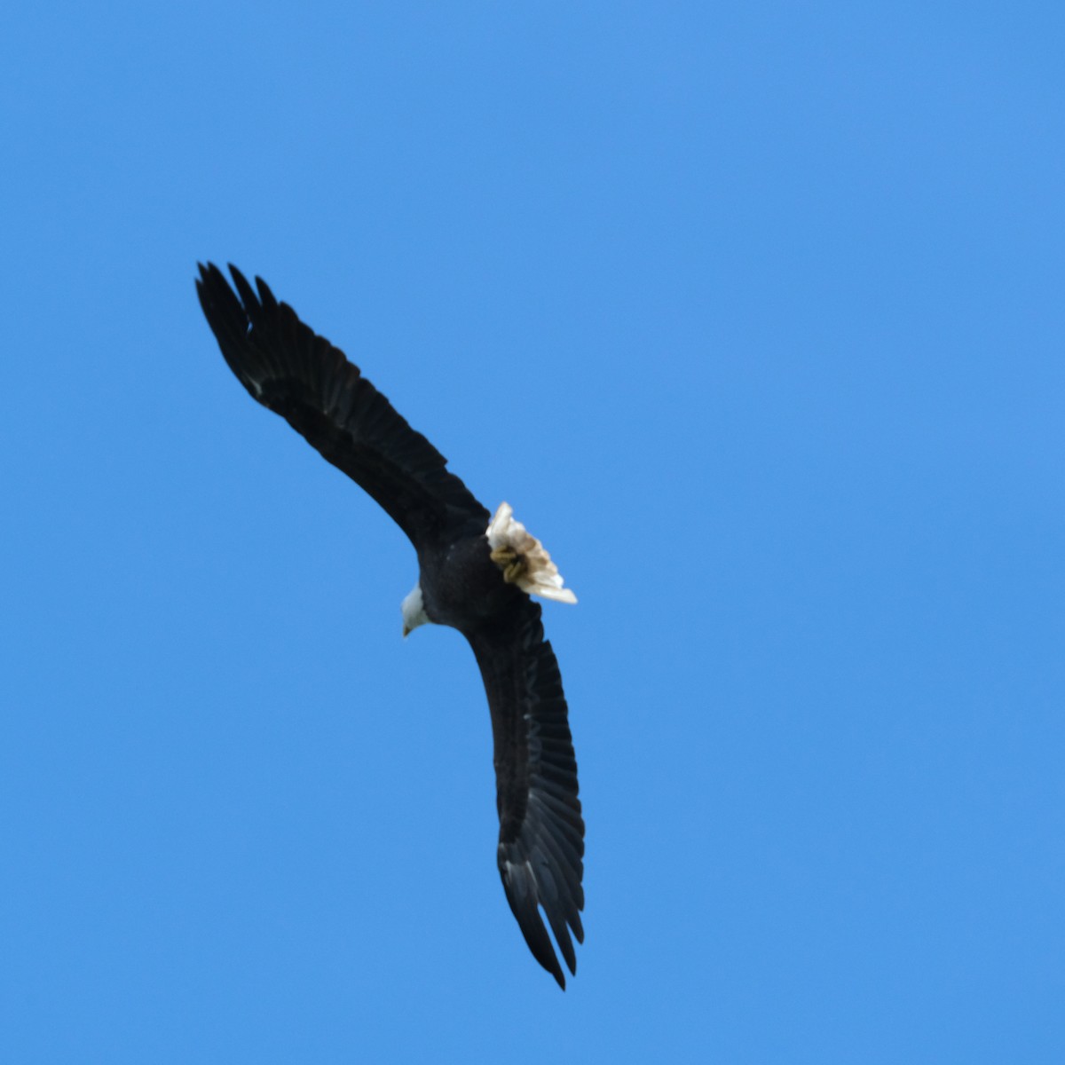 Bald Eagle - ML367413751