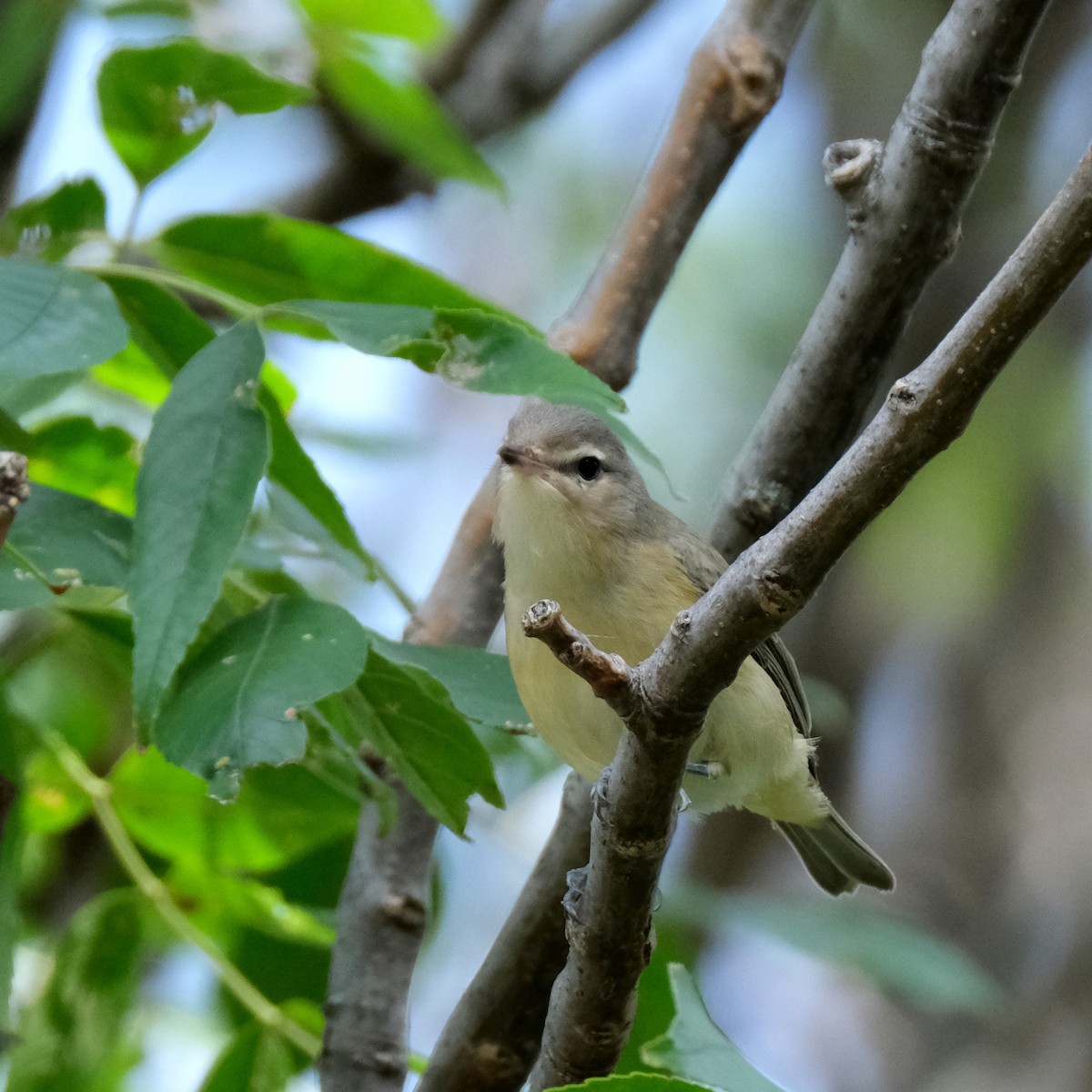 Warbling Vireo - ML367413761