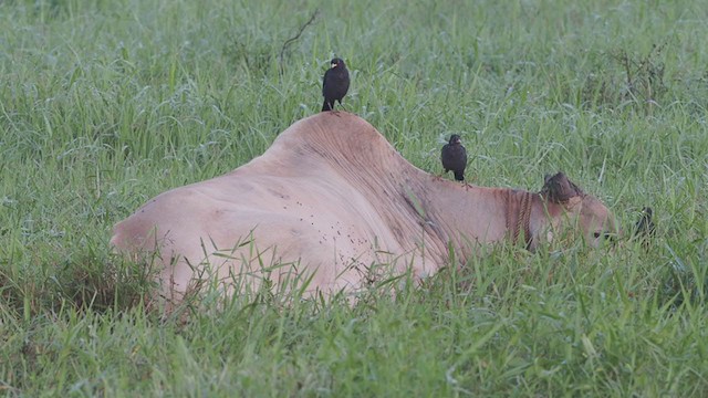 Crested Myna - ML367414861