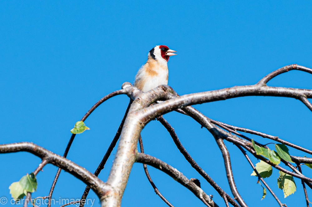 European Goldfinch - ML367415241