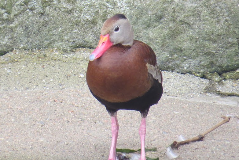 Black-bellied Whistling-Duck - ML367415321