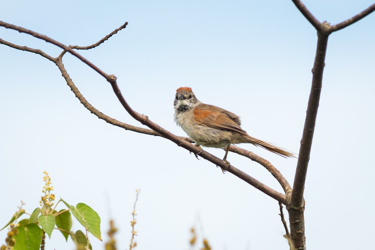 Pale-breasted Spinetail - Claudia Brasileiro