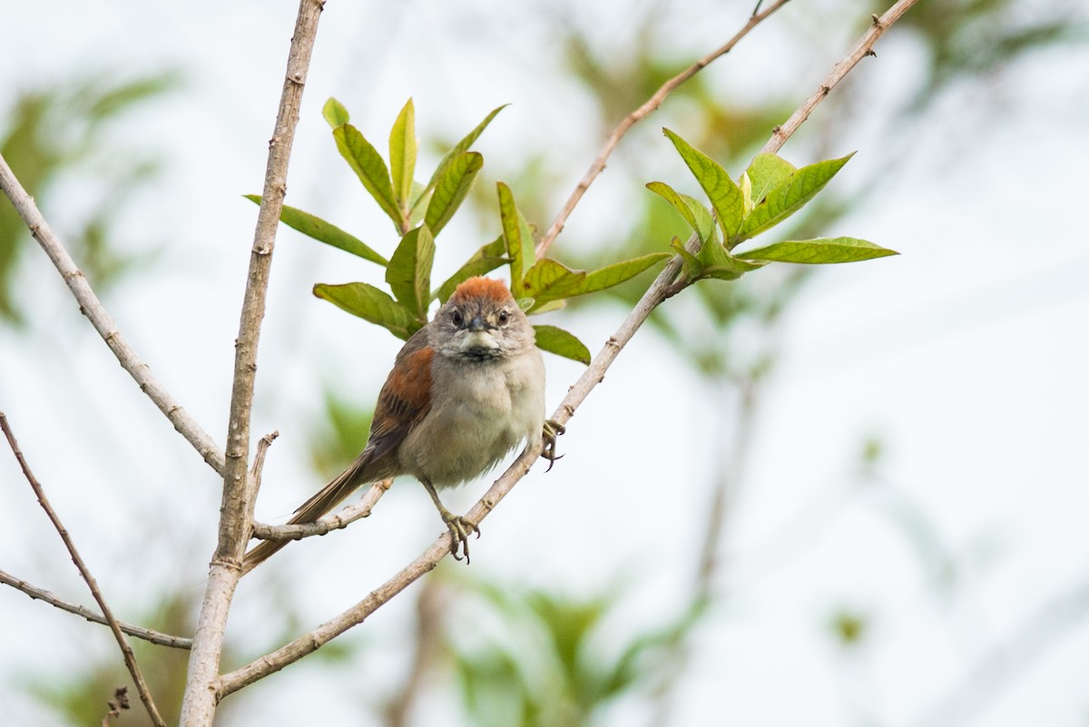 Pale-breasted Spinetail - ML367415981