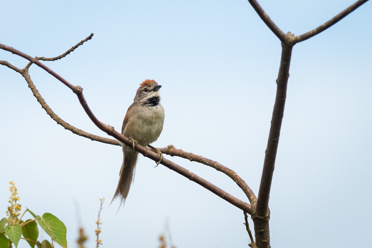 Pale-breasted Spinetail - ML367415991