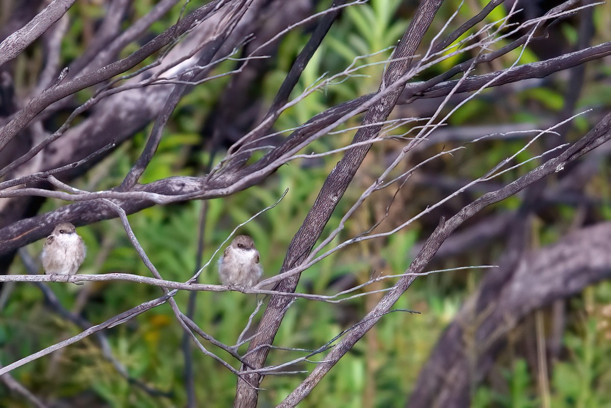 Madagascar Martin - Jaap Velden