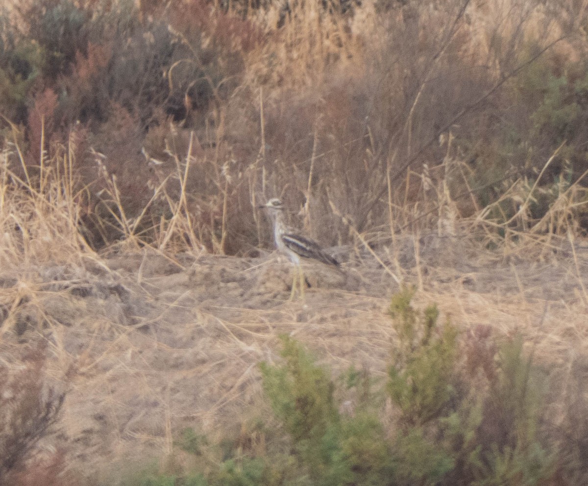 Eurasian Thick-knee - João  Esteves